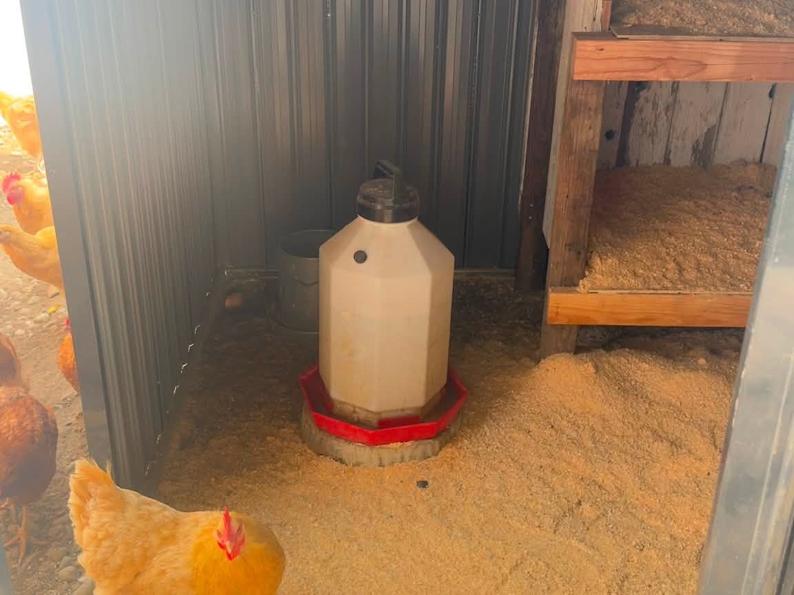 A hen on the sawdust floor of the finished pen with a waterer and the bays behind