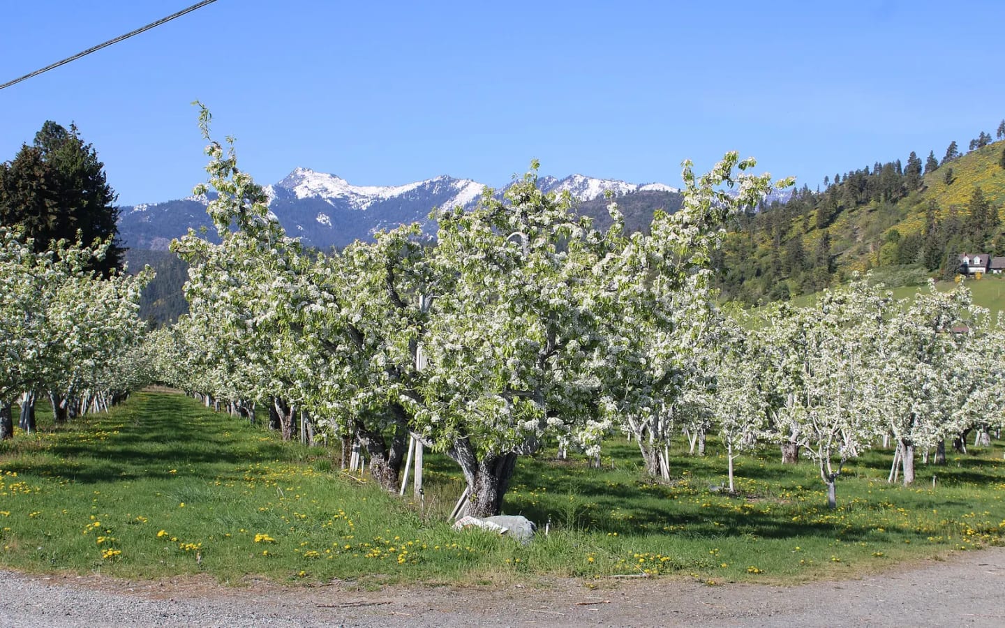 Orchard blossoms in the Wenatchee valley with the Cascades behind