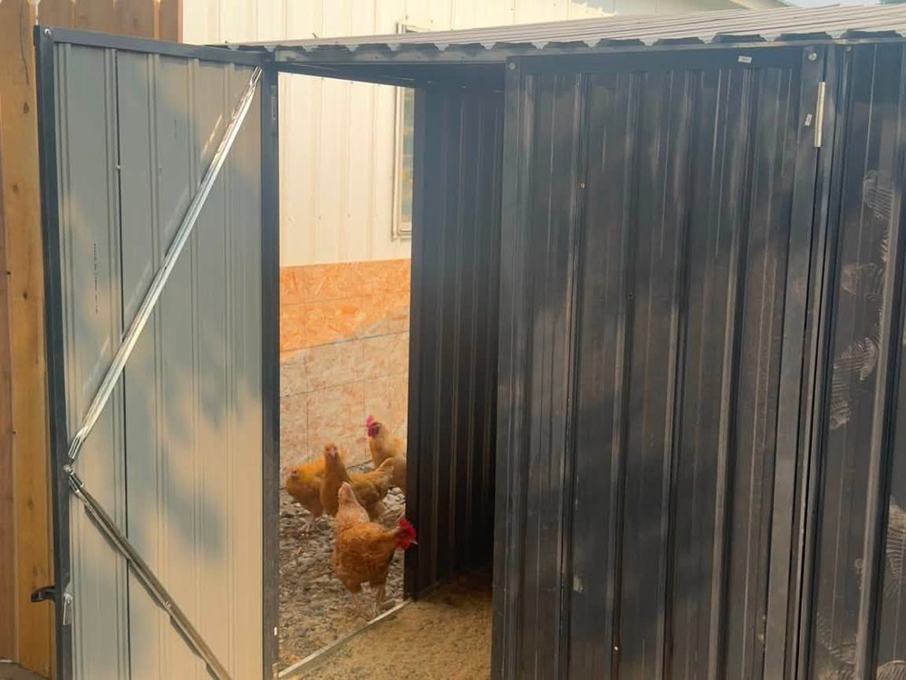 Hens on the gravel inside the shed with one metal door swung open
