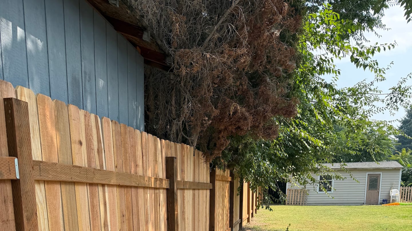 New cedar fence run following a property line beside a shed